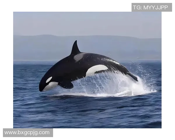 揭秘足球明星水怪的真实身份与传奇故事