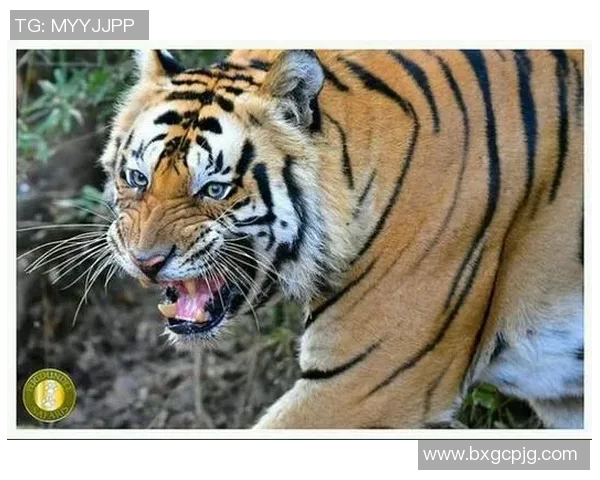 英国足球明星老虎的传奇故事与辉煌成就揭秘